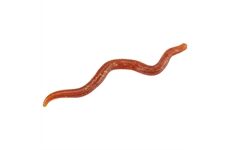 Balzer Street Wiggle Worm 8cm