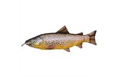 Fladen Fisch Kissen Soft Brown Trout 65cm
